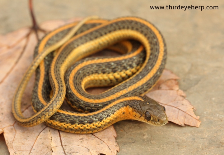 Aquatic Intergrade Garter Snake